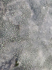 Zoanthus sansibaricus