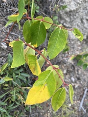 Apocynum androsaemifolium