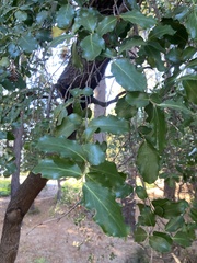 Quillaja