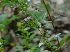 Lespedeza violacea