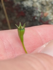 Wahlenbergia marginata
