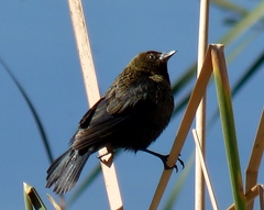 Chrysomus ruficapillus