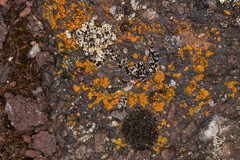 Candelariaceae
