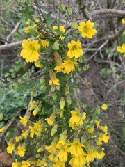 Tropaeolum