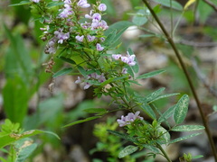 Lespedeza violacea
