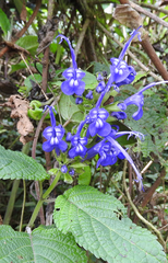 Salvia pichinchensis