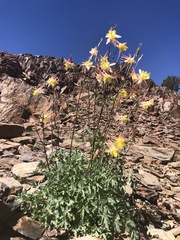 Aquilegia pubescens