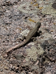 Sceloporus tristichus