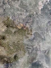 Zoanthus sansibaricus