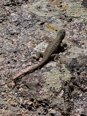 Sceloporus tristichus