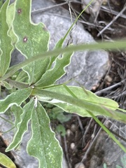 Froelichia
