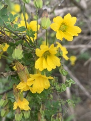 Tropaeolum