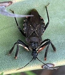 Apiomerus longispinis