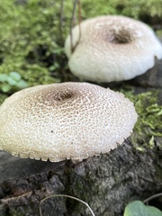 Lentinus tigrinus