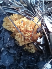 Ramaria