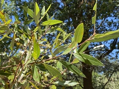 Salix lasiolepis
