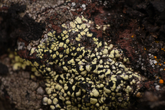 Rhizocarpon