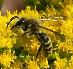 Andrena hirticincta