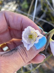 Gladiolus patersoniae