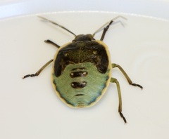 Chlorochroa