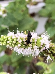 Phymata pennsylvanica