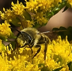 Andrena hirticincta