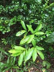 Ficus formosana