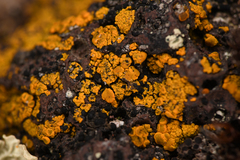 Candelariaceae