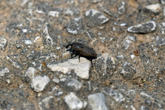 Sphenophorus coesifrons