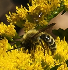 Andrena hirticincta