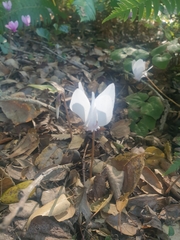 Cyclamen hederifolium