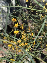 Daviesia wyattiana