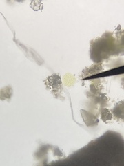 Pseudopediastrum