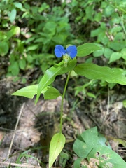 Commelina