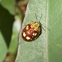 Paropsis maculata
