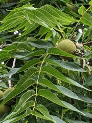 Juglans nigra