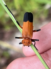 Chauliognathus profundus