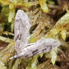 Scoparia basalis