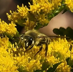 Andrena hirticincta