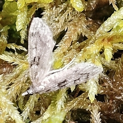 Scoparia basalis