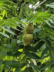 Juglans nigra