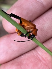 Chauliognathus profundus