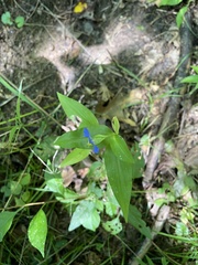 Commelina