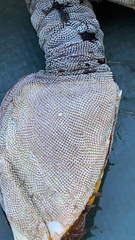 Membranipora membranacea