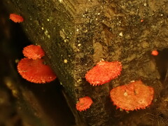 Crepidotus cinnabarinus