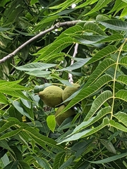 Juglans nigra