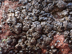 Umbilicaria