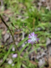Lactuca graminifolia