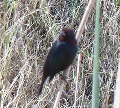 Chrysomus ruficapillus