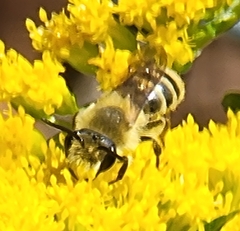 Andrena hirticincta